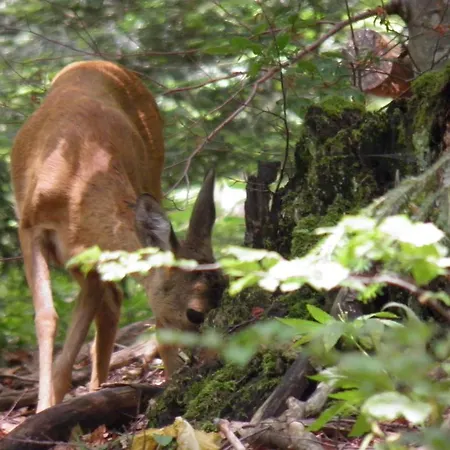 דירה Doris מרקופאלי