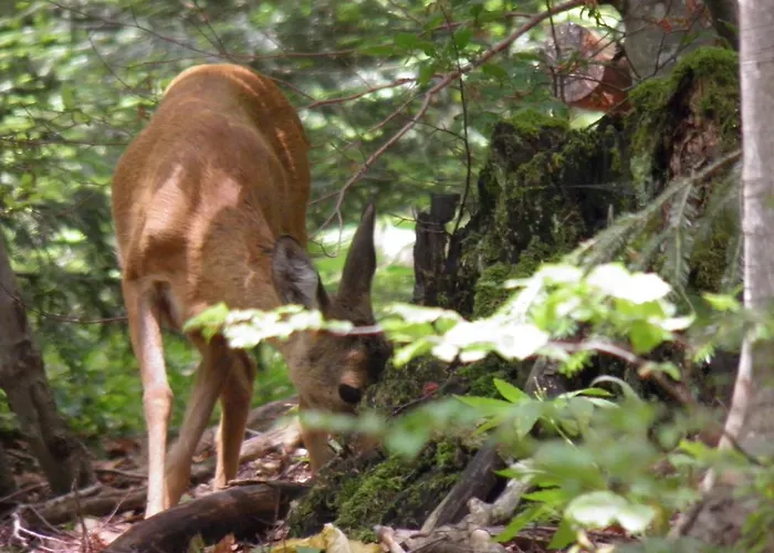 Apartman Doris Mrkopalj